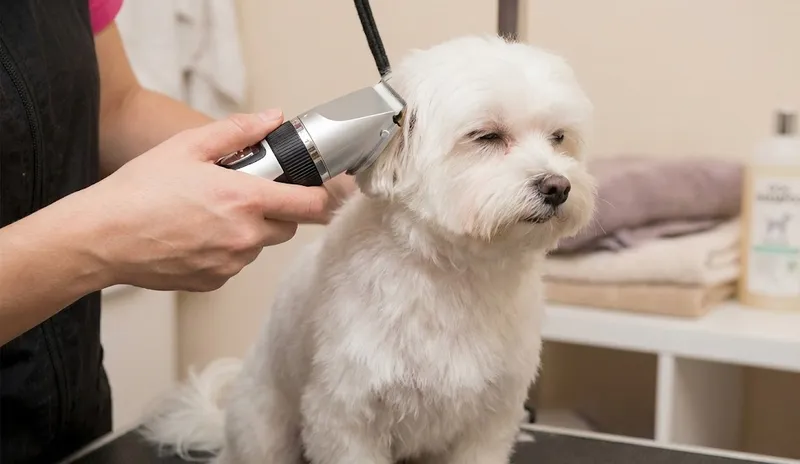 Najcichsza maszynka do strzyżenia psa 2026