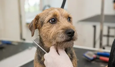 Czy strzyżenie psa boli? Cała prawda okiem groomera