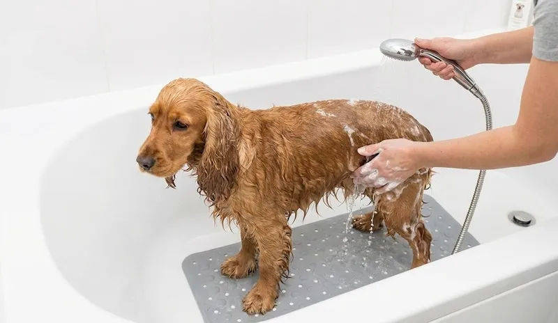 Jak kąpać psa? Poradnik krok po kroku dla każdego psa