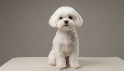 Maltańczyk: Jak strzyc? Jak ostrzyc maltańczyka maszynką?