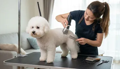 Jak strzyc psa w domu – kompletny poradnik krok po kroku