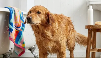 Pielęgnacja psa: sierść, pazury i higiena. Jak o nie dbać i czego potrzebujesz.
