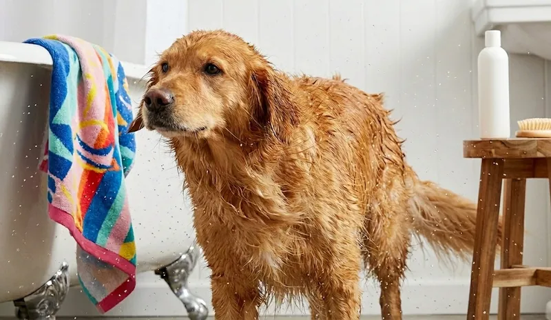 Pielęgnacja psa: sierść, pazury i higiena. Jak o nie dbać i czego potrzebujesz.