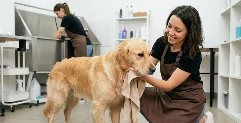 Pielęgnacja skóry psa alergika: Jak dbać o psa z alergią?
