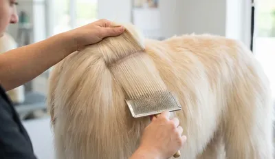 Jak prawidłowo wyczesać psa? Czesanie sierści krok po kroku