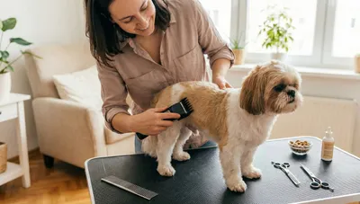 Shih Tzu: Strzyżenie maszynką w domu – Grooming i pielęgnacja okiem eksperta
