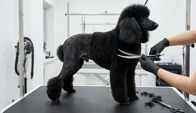 Strzyżenie Pudla: Grooming, Pielęgnacja i Clip – Poradnik Groomera