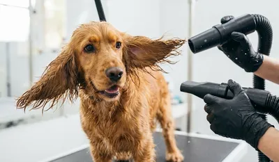 Najlepsza suszarka dla psa – Ranking i poradnik groomera 2026