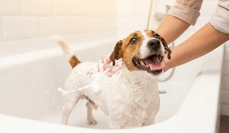 Szampon dla psa: Pielęgnacja sierści - wybierz najlepszy!