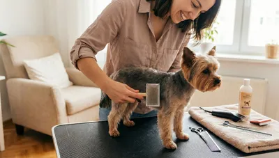 Jak strzyc Yorka w domu? Grooming i pielęgnacja Yorkshire Terrier – poradnik eksperta